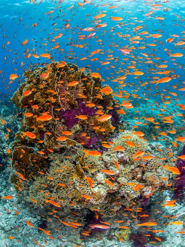 Snorkeling Maldives anthias in the current