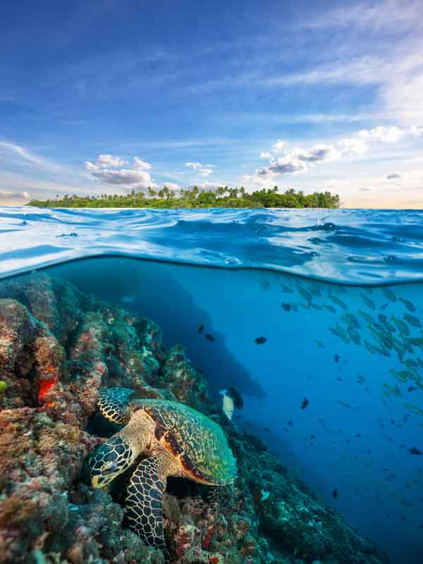Snorkeling Maldives avec une tortue