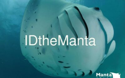 Identifier les mantas avec Manta Trust