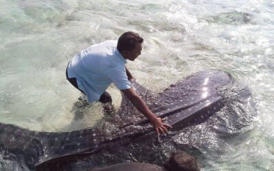 Sauvetage d’un requin baleine à Maduvvari