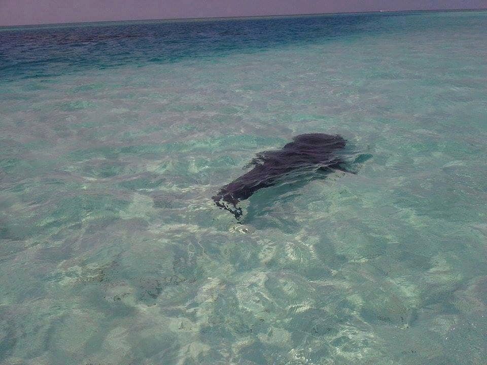 Sauvetage requin baleine Maduvvari Maldives