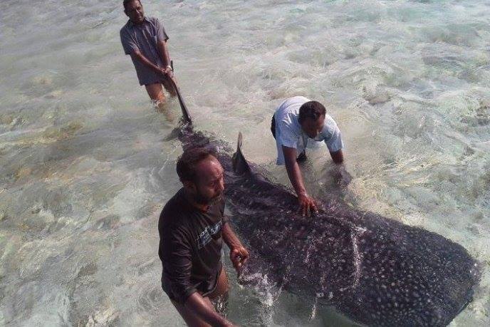 Sauvetage requin baleine Maduvvari Maldives