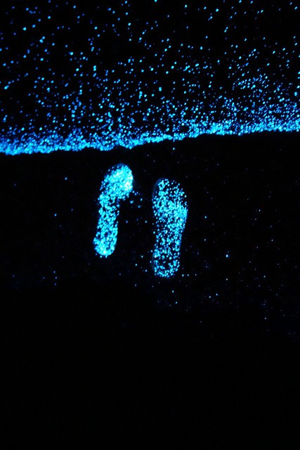 Incroyables vagues bioluminescentes