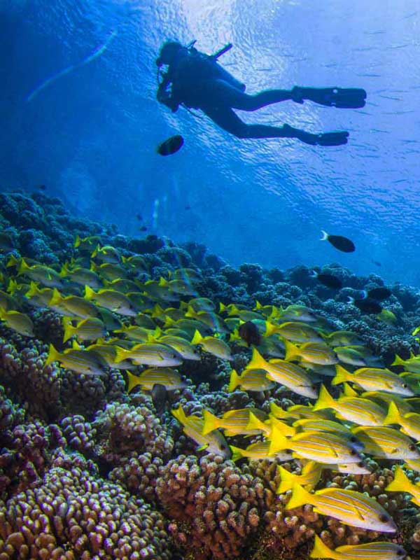 Plongée en croisière aux Maldives sur un récif avec des lutjans