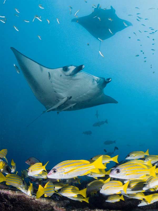 Dive with the mantas in the Maldives