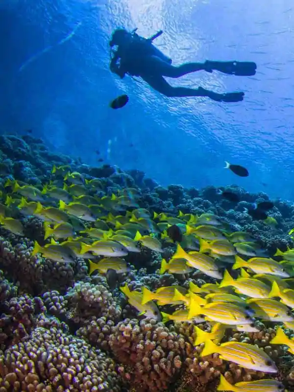 Maldives Cruise Diving